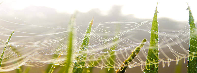 Dewey spider-web in grass